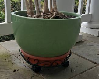 Dracaena Fragrans Corn Plant in Red Lantern Celadon Porcelain Fishbowl Planter with Metal Stand