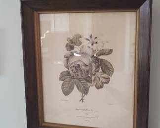 Rose close Feuilles et Capucines Botanical Print by Pierre Joseph Redout