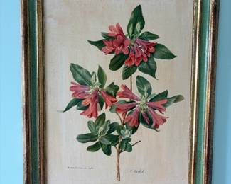 Botanical Print of Rhododendron Cinnabarinum var. Roylei by Carlos von Riefel second image