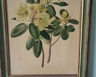 Rhododendron Wardii and C. Rufel Botanical Print
