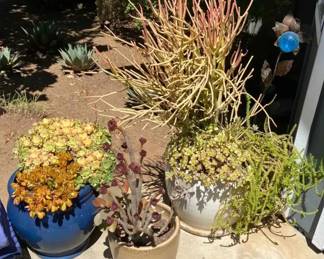 HE214Potted Succulents