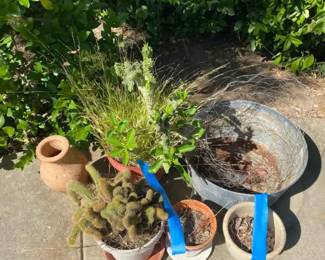 HE196Potted Cacti  More