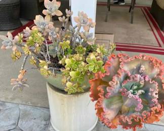 HE185Potted Succulents