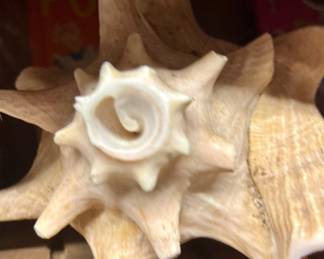 Shells, big and little 