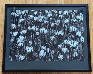 57 FramedSkagitValleyTulipFieldPhotoinBlackandWhite