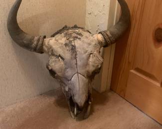 Natural Bison Skull