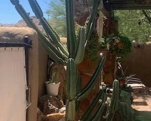 8' Tall Cactus Available - You Dig