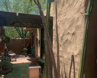 10' Tall Blooming Cactus Available - You Dig