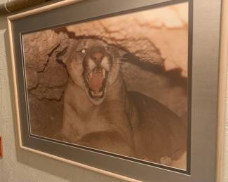 Original Mountain Lion Photograpy by Kelly V. Glenn
