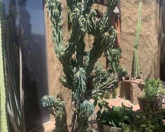 7' Tall Cactus Available - You Dig
