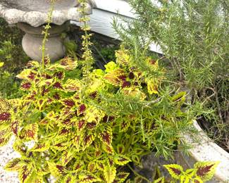 Plants