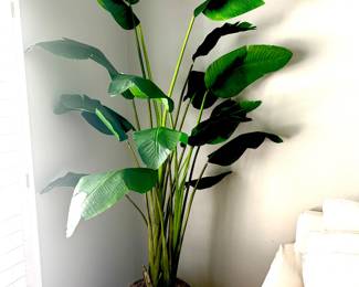 Silk banana leaf tree