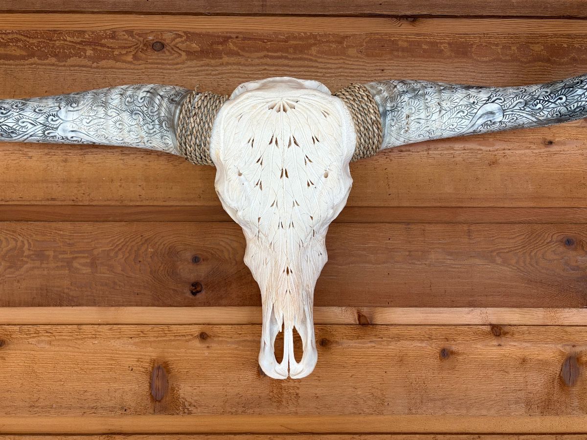 Texas Longhorn skull