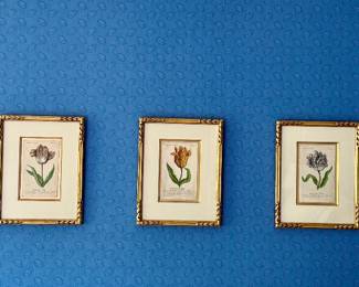 Series of Antique Prints, Tulips