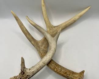 Whitetail Deer Antlers