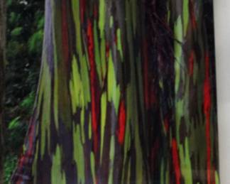 Naturs Pallette by Peter Lik 156/950 $ 2,800.00