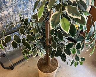 faux plant