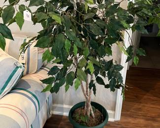 Ficus Tree