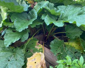 Lots of good looking rhubarb.
