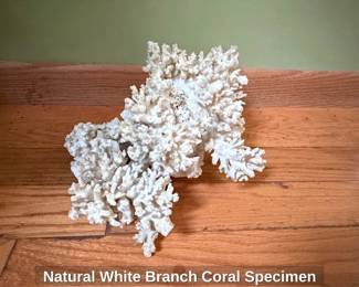 Natural White Branch Coral Specimen