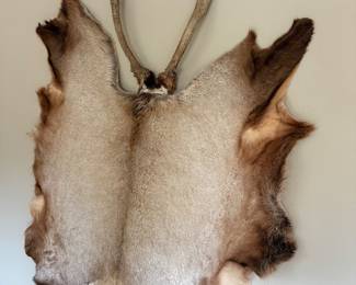 Deer pelt and antlers