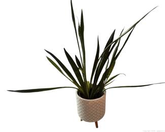 Live Snake Plant in Planter