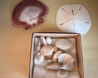 Assorted Seashell and Sand Dollar Display Lot