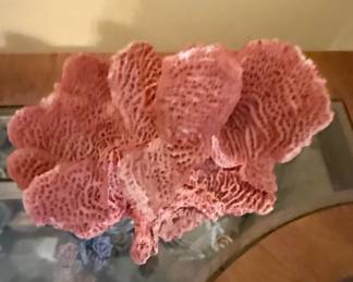 Natural Pink Coral Specimen Decor