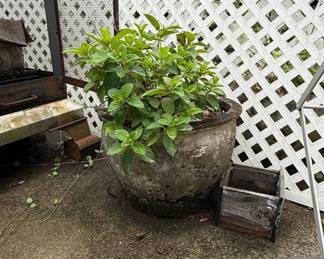 Large Weathered Concrete Garden Planter with Mint Plant