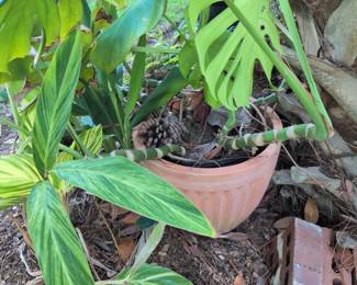Tones of plants ! No presale on the plants