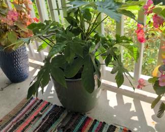 No presale on the plants
