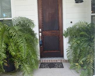 #15 - $150 each Ferns (2) in planters - planters are plastic
