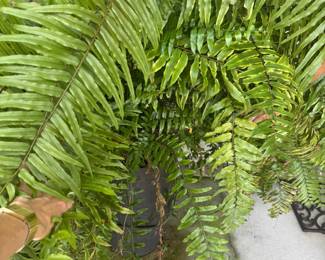 #15 - $150 each Ferns (2) in planters - 1 hanging $50