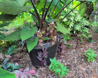 Tones of plants ! No presale on the plants