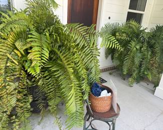 #15 - $150 each Ferns (2) in planters - 1 fern hanging $50