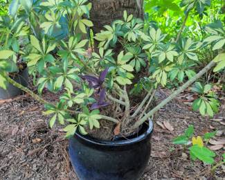 Tones of plants ! No presale on the plants