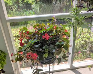 No presale on the plants