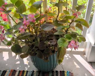 No presale on the plants
