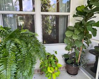 #19B - $95 - Fig leave plant