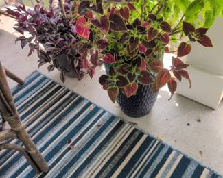 No presale on the plants