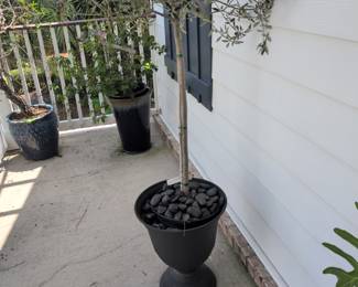 No presale on the plants