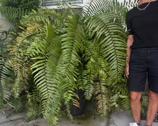 #15 - $150 each Ferns (2) in planters - planters are plastic