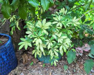 Tones of plants ! No presale on the plants