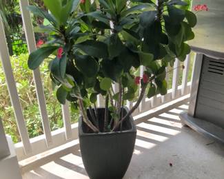 No presale on the plants