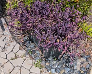 No presale on the plants