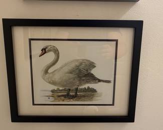 Mute Swan Watercolor Painting by the Von Wright Brothers