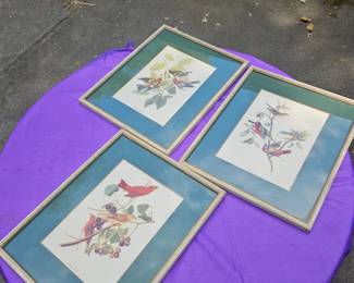 Bird paintings