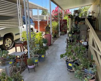 Succulent plants 