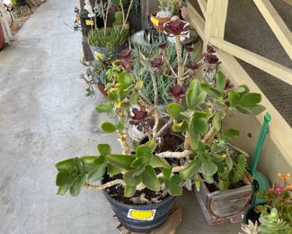 Succulent plants good prices