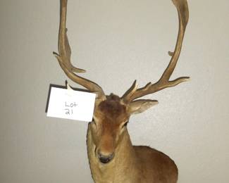 Lot 21 Deer